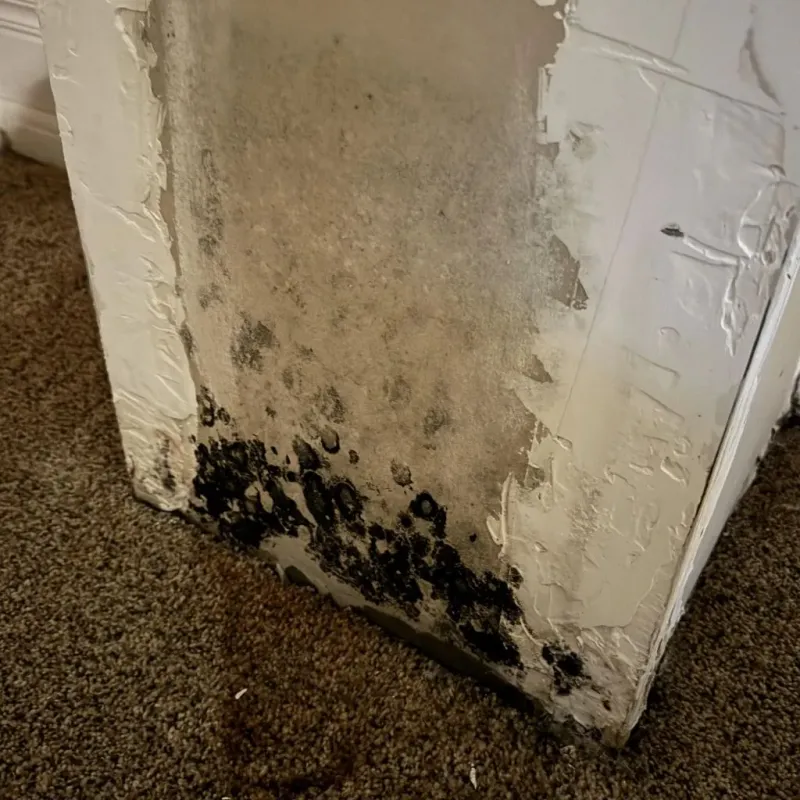 Professional Mold Removal in Ellisville, MS